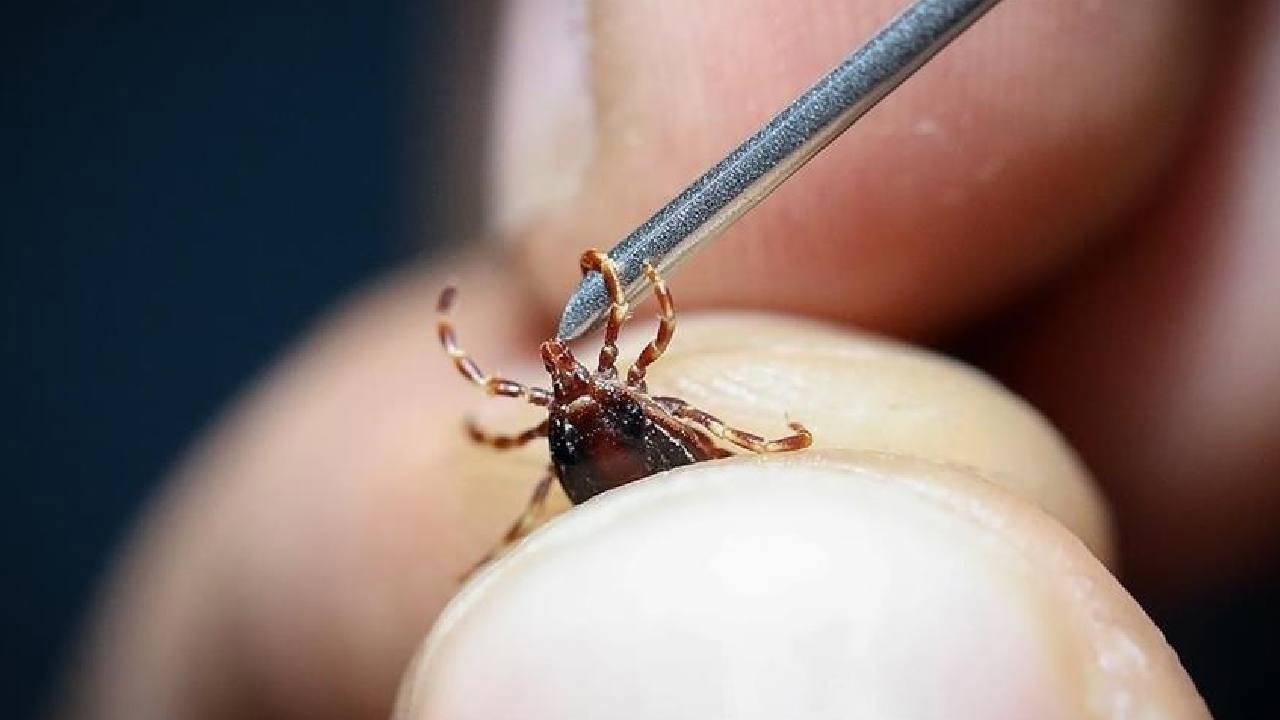 KKKA kabusu sürüyor... Tokat'ta bir kişi hayatını kaybetti