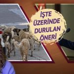 Sokak köpeklerine yönelik “kanlı katliam” paylaşımı sosyal medyayı çılgına çevirdi!  Erdoğan'ın tepkisi kulislerden sızdırıldı: “Ne duruyorsunuz, durum kontrolden çıktı.”
