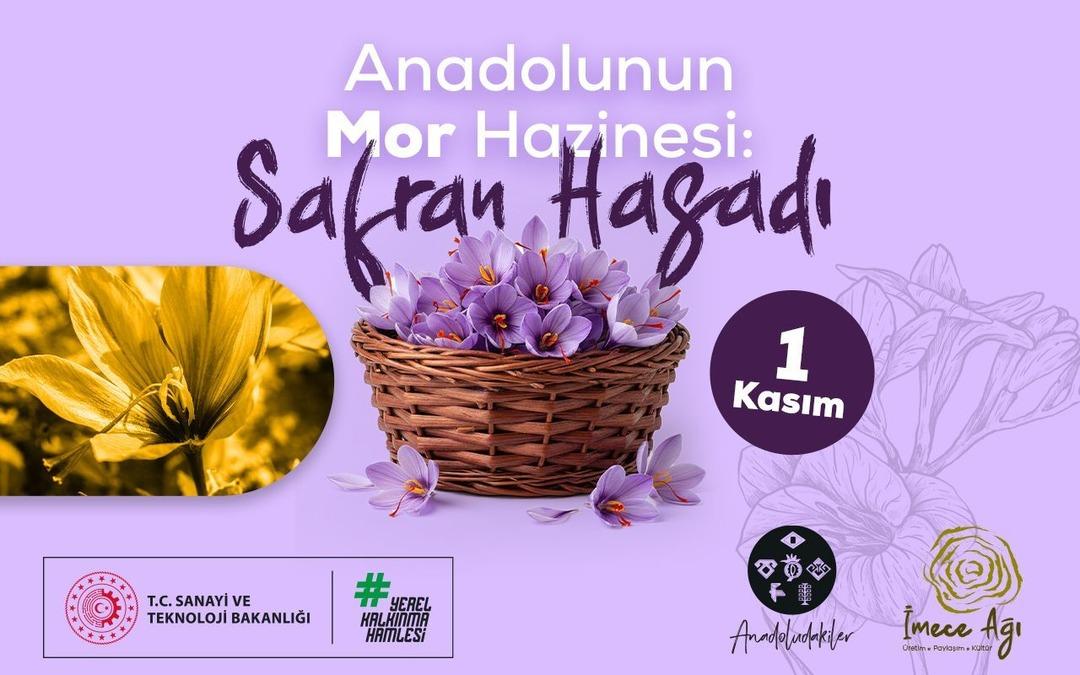 1 Kasım'da başlıyor! Safranbolu'da safran üzerine kolektif çalışma: Katılımcılar tüm süreçleri deneyimleyecek 2