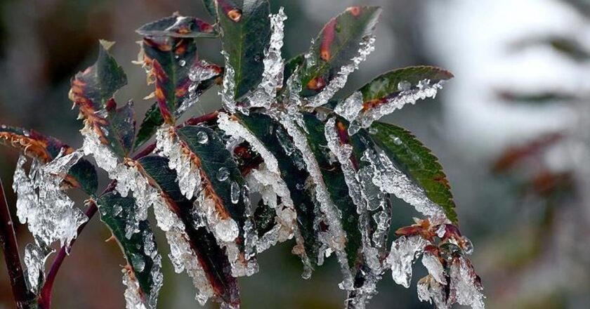 Tarım Üreticilerine 22.9 Milyar Lira Don Desteği Sağlandı